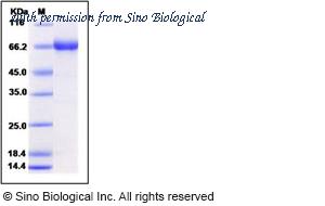 Sino Biological 11048-V08B image 1