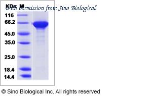 Sino Biological 11055-V08B1 image 1
