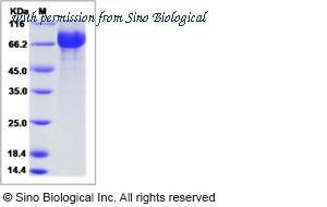 Sino Biological 11056-V08B image 1