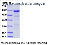 Sino Biological 11061-V08B image 1