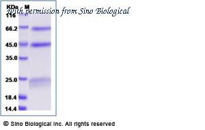 Sino Biological 11062-V08B image 1