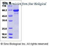 Sino Biological 11072-H07B image 1