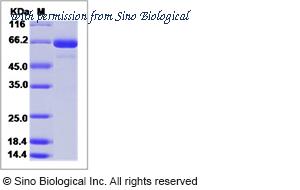Sino Biological 11087-H08B1 image 1