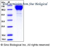 Sino Biological 11233-V08H image 1