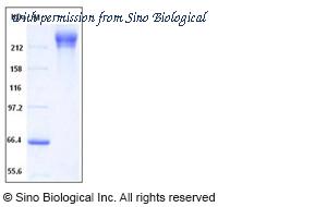 Sino Biological 11677-V02H image 1