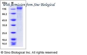 Sino Biological 11677-V08H image 1