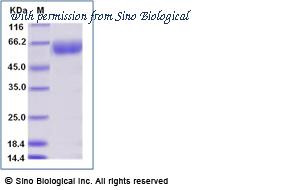 Sino Biological 11978-H08H-B image 1
