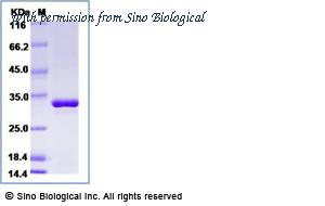 Sino Biological 12040-H08B image 1