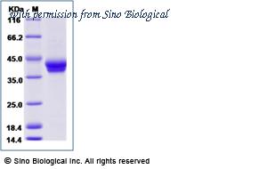 Sino Biological 12068-H08H image 1