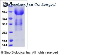 Sino Biological 12158-H08H image 1