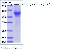 Sino Biological 12265-H05H image 1
