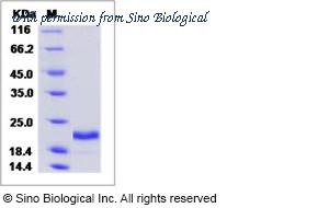 Sino Biological 12340-H08Y image 1