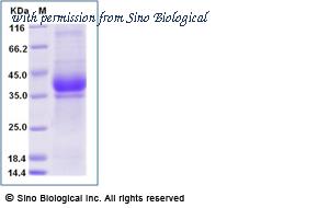 Sino Biological 12343-H08H image 1