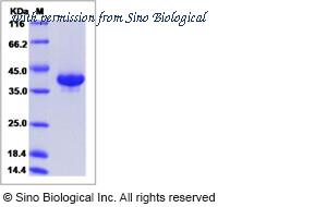 Sino Biological 13055-H02H image 1