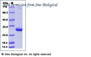 Sino Biological 13071-H07H image 1