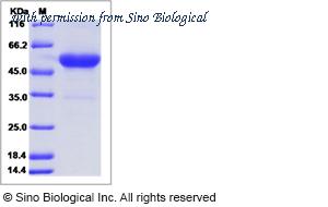 Sino Biological 13127-H04H image 1