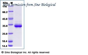 Sino Biological 13128-H08H-B image 1