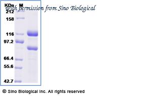 Sino Biological 13416-H18H image 1