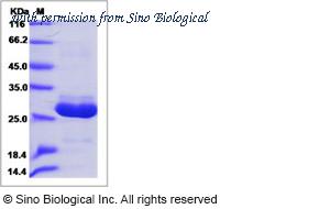Sino Biological 13421-H08H image 1