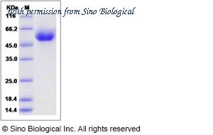 Sino Biological 13559-H08H image 1
