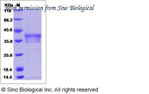Sino Biological 13761-H08H image 1