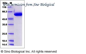 Sino Biological 13893-H08H image 1
