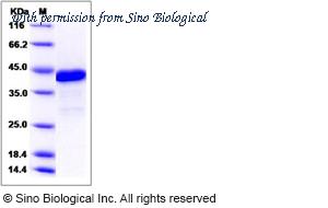 Sino Biological 14127-H09E image 1