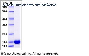 Sino Biological 14163-H08E image 1