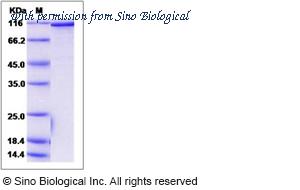 Sino Biological 14309-H20B image 1