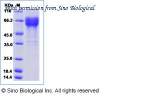 Sino Biological 14530-H05H image 1