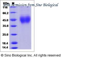 Sino Biological 14530-H08H image 1