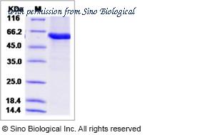 Sino Biological 14856-H07B image 1