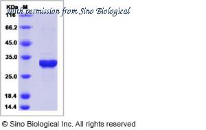 Sino Biological 15062-H08H image 1
