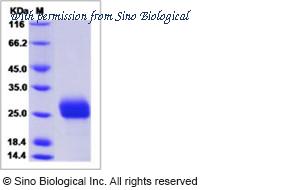 Sino Biological 15120-H08H image 1