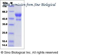 Sino Biological 15313-H02H image 1