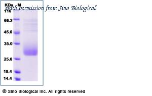 Sino Biological 15335-H08H image 1