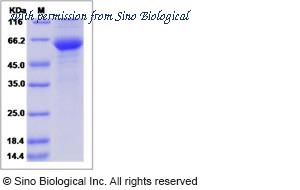 Sino Biological 15380-H02H image 1