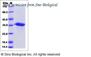 Sino Biological 15417-H08H image 1