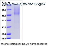 Sino Biological 15420-H08H image 1