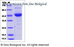 Sino Biological 15548-H02H image 1