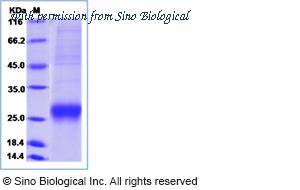 Sino Biological 15633-H08H image 1