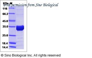 Sino Biological 15640-H07E image 1