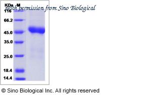 Sino Biological 15646-H08H image 1
