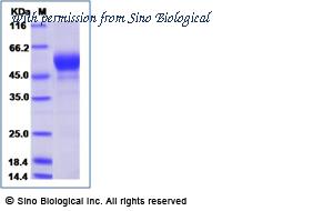 Sino Biological 15730-H08H image 1