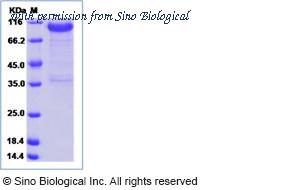 Sino Biological 15786-H02H image 1