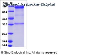 Sino Biological 15789-H02H image 1