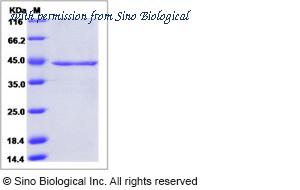 Sino Biological 15845-H08H image 1