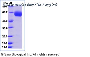 Sino Biological 15888-H07H image 1