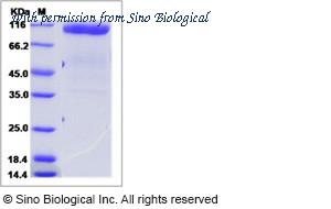 Sino Biological 15889-H01H image 1