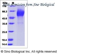 Sino Biological 16023-H01H image 1